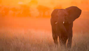 A Laptop Featuring A Beautiful Illustration Of An Elephant. Wallpaper