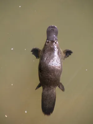 A Large Animal Swimming In Water Wallpaper