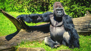 A Large Gorilla Sitting On A Log Wallpaper