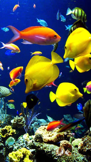 A Large Group Of Fish Wallpaper