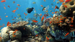 A Large Group Of Fish Swimming In The Ocean Wallpaper