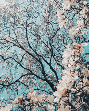 A Large White Tree In A Dark Environment Wallpaper