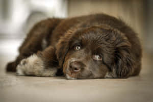 A Lazy Dog Enjoying A Nap In The Sunlight Wallpaper