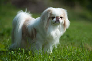 A Lazy Dog Lounging In The Sunny Grass Wallpaper