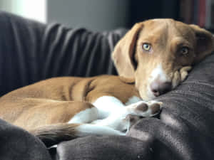 A Leisurely Afternoon Nap Of A Lazy Dog Wallpaper