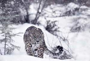 A Leopard Walking Through The Snow In The Snow Wallpaper