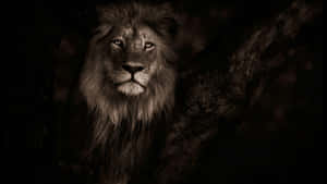 A Lion Is Sitting In A Tree In The Dark Wallpaper