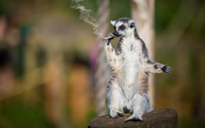 A Lit Cigarette Producing Smoke Against A Dark Background Wallpaper