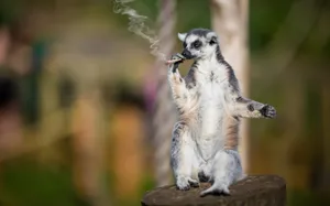 A Lit Cigarette Producing Smoke Against A Dark Background Wallpaper