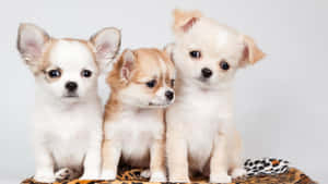 A Litter Of Pink Puppies Looking For Their Forever Homes. Wallpaper