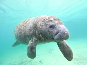 A Lone Manatee In Clear Waters Wallpaper