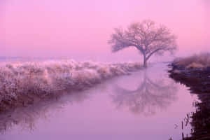 A Lone Tree In A Field Wallpaper