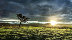 A Lone Tree In A Field Wallpaper