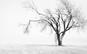 A Lone Tree In A Snowy Field Wallpaper