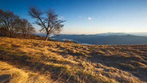 A Lone Tree On A Hill Wallpaper