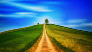 A Lone Tree On A Serene Hill Path Wallpaper