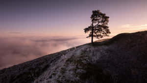 A Lone Tree On Top Of A Hill With Clouds In The Background Wallpaper