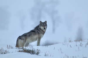 A Lone Wolf Walking Through A Snow-covered Forest Wallpaper