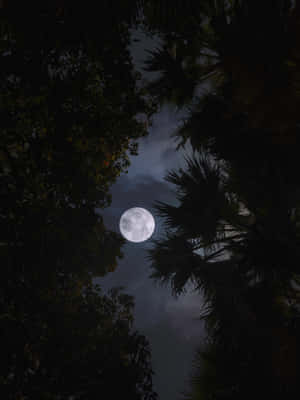 A Lovely Full Moon Lighting Up A Peaceful Night Sky. Wallpaper