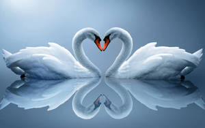 A Loving Swan Couple In Perfect Harmony Wallpaper