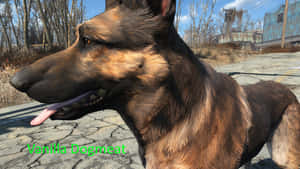 A Loyal Companion In The Wasteland - Fallout 4's Dogmeat Wallpaper