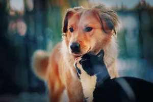 A Loyal Country Pooch Enjoying The Countryside Wallpaper