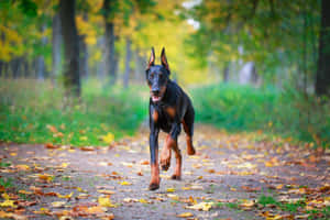 A Loyal Doberman Patiently Waiting For Instruction From Its Master Wallpaper