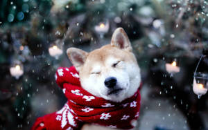 A Loyal Pet Dog Enjoying The Snow During Winter Wallpaper