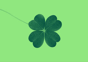 A Lucky Golden Four-leaf Clover Wallpaper