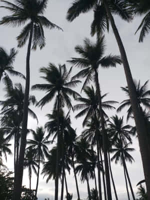 A Lush And Beautiful Palm Tree In The Summertime Wallpaper