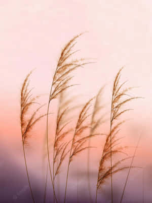 A Lush Backdrop Of Golden Pampas Grass. Wallpaper