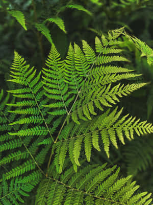 A Lush Green Fern In Its Natural Ecosystem Wallpaper