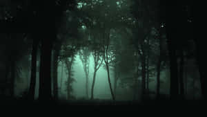 A Lush Green Forest With Dark Shadows In The Trees. Wallpaper