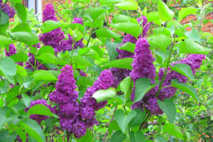 A Lush Green Landscape Featuring An Abundance Of Purple Butterfly Bush Flowers Wallpaper