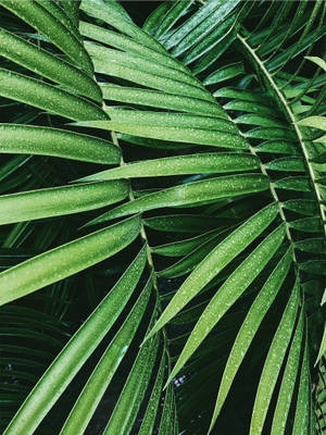 A Lush Green Palm Leaf In The Sun Wallpaper