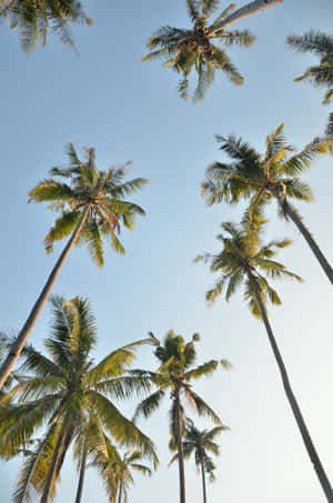 A Lush, Lush Palm Tree, Perfect For A Sandy Beach Getaway. Wallpaper