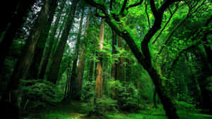 A Lush, Serene Forest Wallpaper