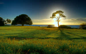 A Lush Spring Meadow Amidst Blooming Trees And A Clear Blue Sky Wallpaper