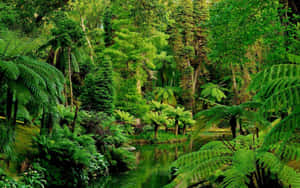 A Lush Tropical Forest With A River And Ferns Wallpaper