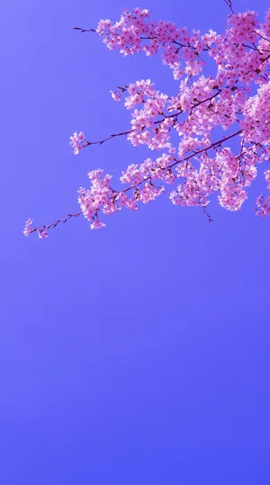 “a Magical Moment In The Japanese Spring” Wallpaper