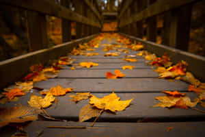 A Magnificent Autumn Leaf In All Its Golden Glory Wallpaper