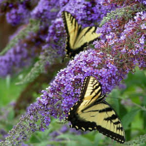 A Magnificent Butterfly Bush In Full Blossom Wallpaper