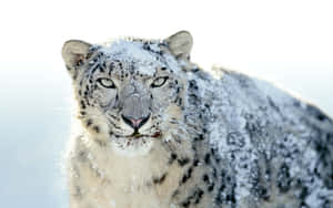 A Magnificent Snow Leopard Stares Off Into The Distance Wallpaper