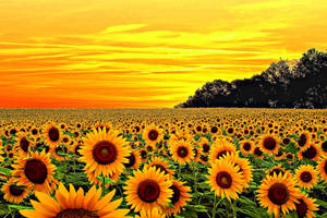 A Magnificent Yellow Sunflower Wallpaper