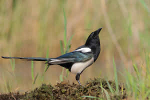 A Magpie And A Crow Perched On A Tree Branch Together Wallpaper