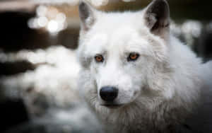 A Majestic Arctic Wolf In Snowy Landscape Wallpaper