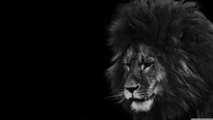 A Majestic Black And White Lion Wallpaper