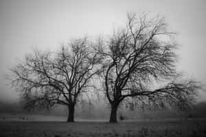 A Majestic Black And White Tree Wallpaper