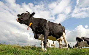 A Majestic Black Cow Wearing A Yellow Tag Wallpaper