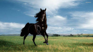 A Majestic Black Horse In A Lush Pasture Wallpaper